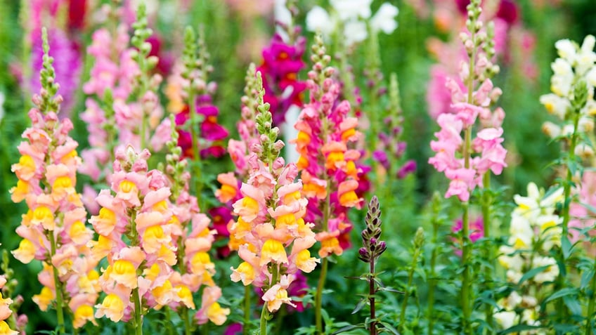 field of snapdragons