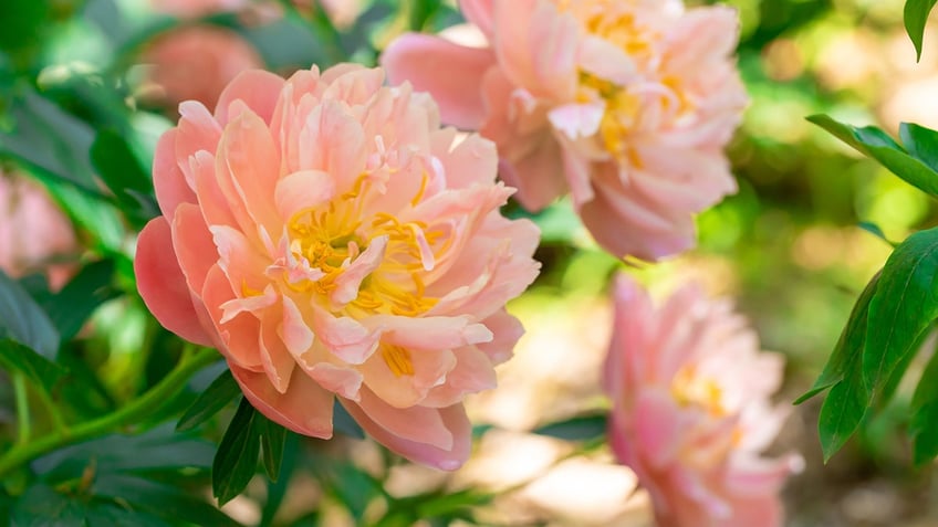 Salmon pink peony flowers