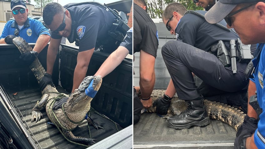 GSPD-officers-with-alligator