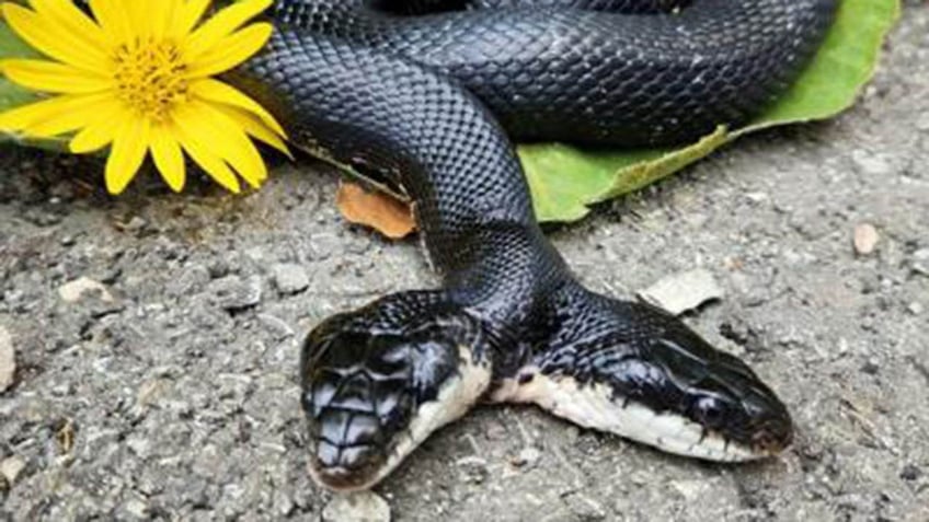 Tiger-Lily the two-headed snake