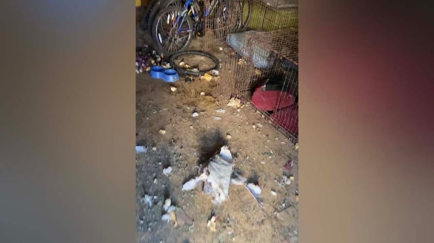 house of horrors dozens of husky puppies mother found inside unlivable abandoned philadelphia home