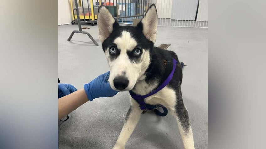 house of horrors dozens of husky puppies mother found inside unlivable abandoned philadelphia home