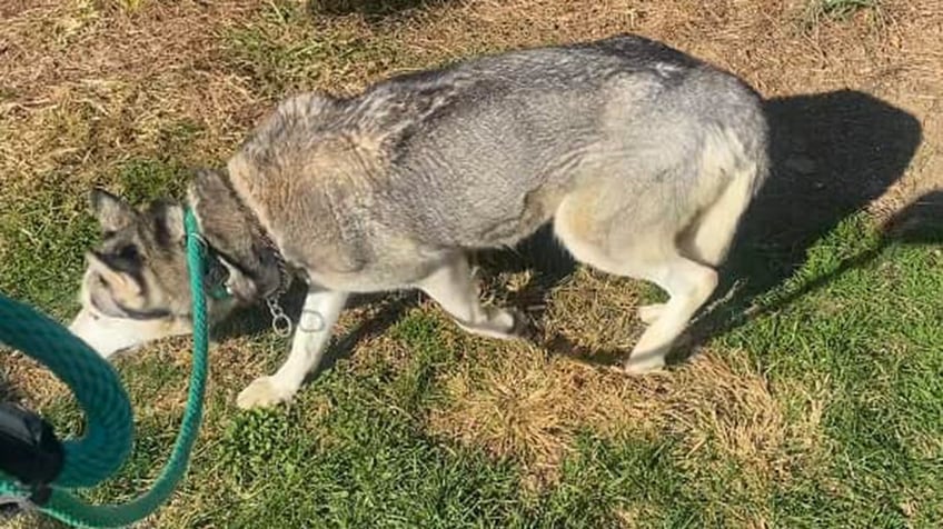 house of horrors dozens of husky puppies mother found inside unlivable abandoned philadelphia home