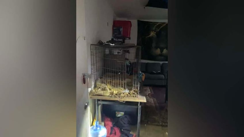 house of horrors dozens of husky puppies mother found inside unlivable abandoned philadelphia home