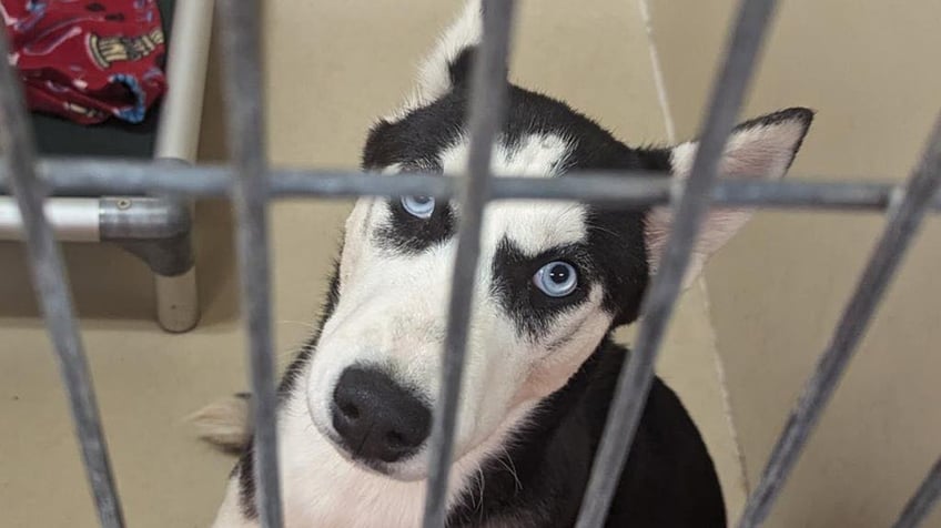 house of horrors dozens of husky puppies mother found inside unlivable abandoned philadelphia home