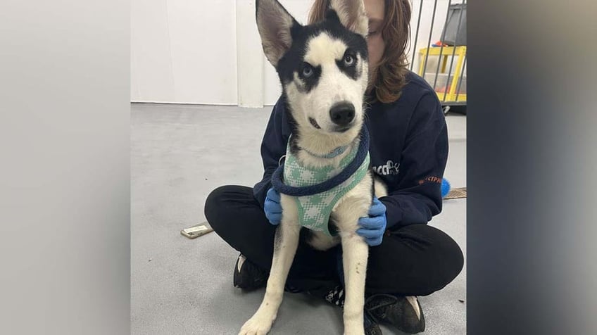 house of horrors dozens of husky puppies mother found inside unlivable abandoned philadelphia home