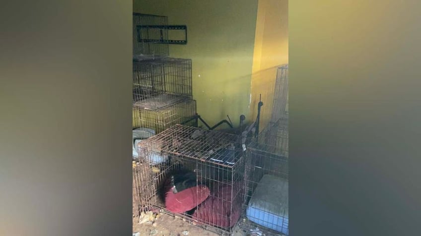 house of horrors dozens of husky puppies mother found inside unlivable abandoned philadelphia home