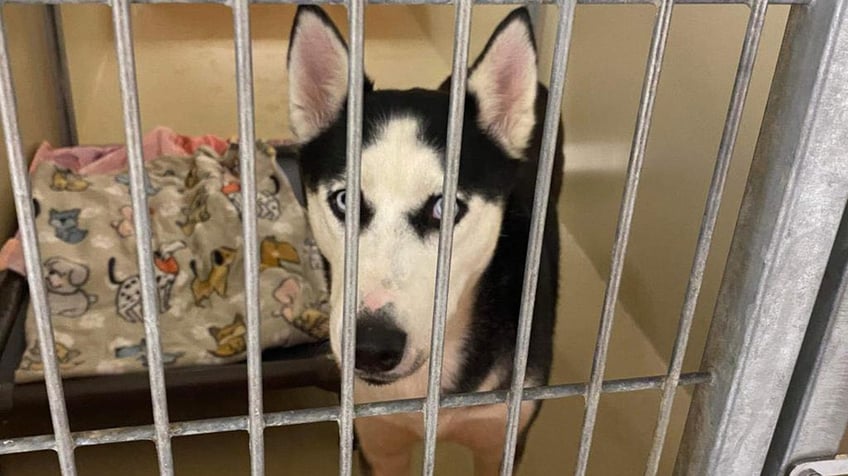house of horrors dozens of husky puppies mother found inside unlivable abandoned philadelphia home