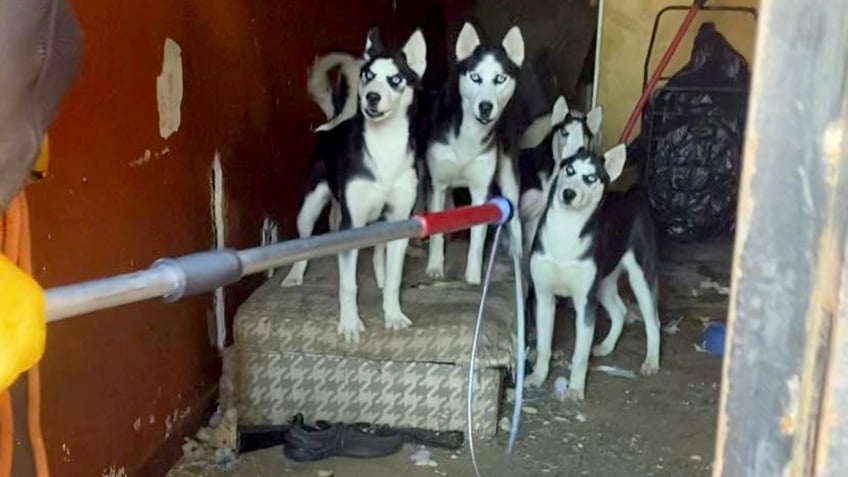 house of horrors dozens of husky puppies mother found inside unlivable abandoned philadelphia home