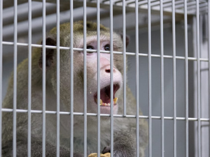 Monkey in cage