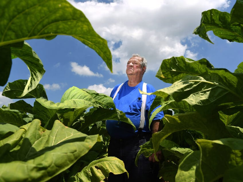Farmer Kendall Hill poses for a portrait in a tobacco field on Wednesday July 06, 2016 in