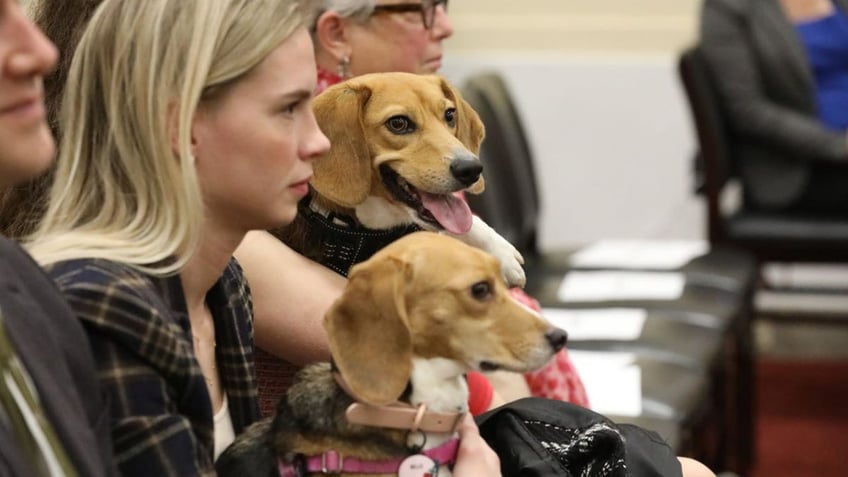 Beagles at a committee hearing 