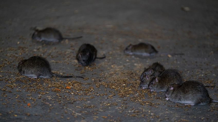 New York City rats