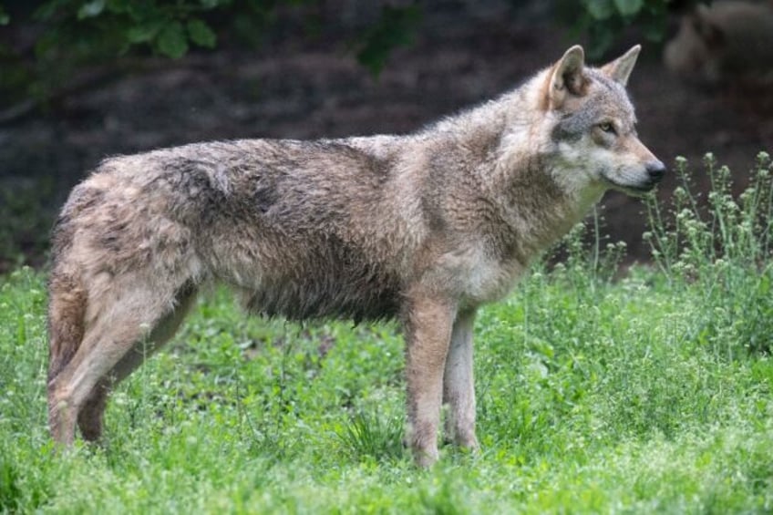 how a lone immigrant wolf revived a forest ecosystem