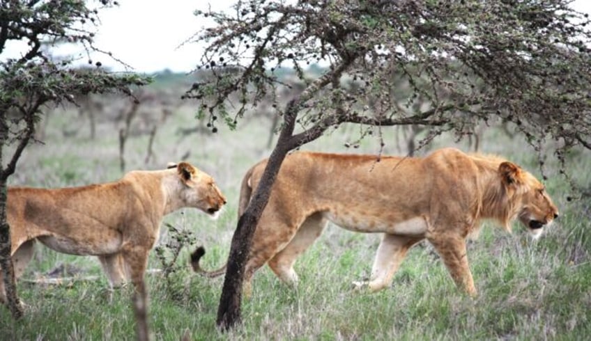 Lions in the Kenya savannah learned to live with an invasive ant