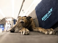 How to fly with your dog when money is no object