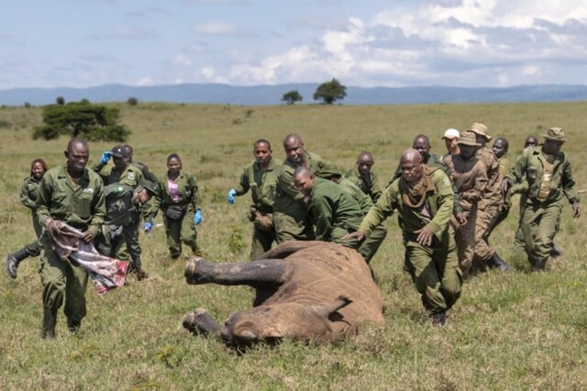 The team has just minutes after a rhino is tranquilised