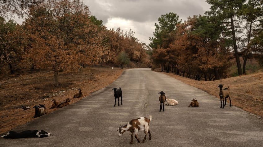 how to navigate livestock auctions like a pro