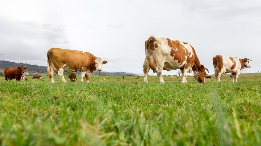 how to navigate livestock auctions like a pro