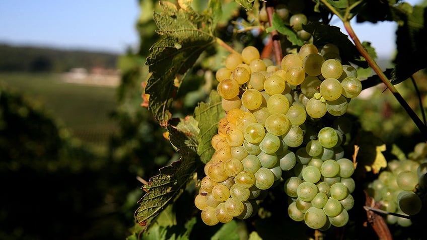 champagne chardonnay grapes