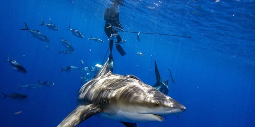 how to prevent a shark attack this memorial day weekend avoid spearfishing dr gavin naylor says