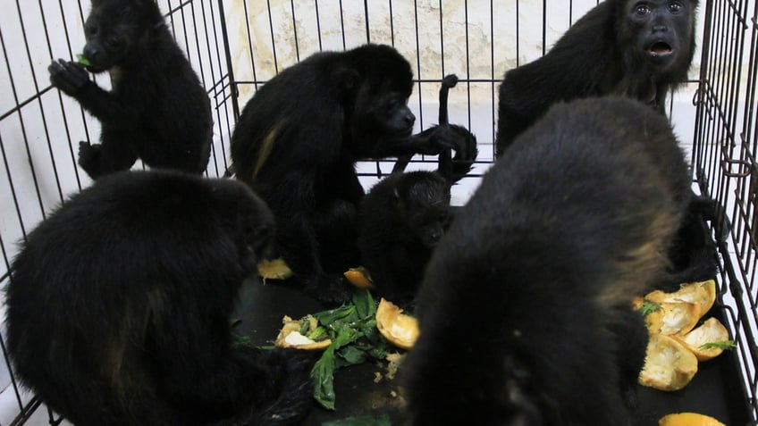 howler monkeys dropping dead falling from trees due to excessive heatwave report