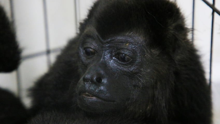 howler monkeys dropping dead falling from trees due to excessive heatwave report