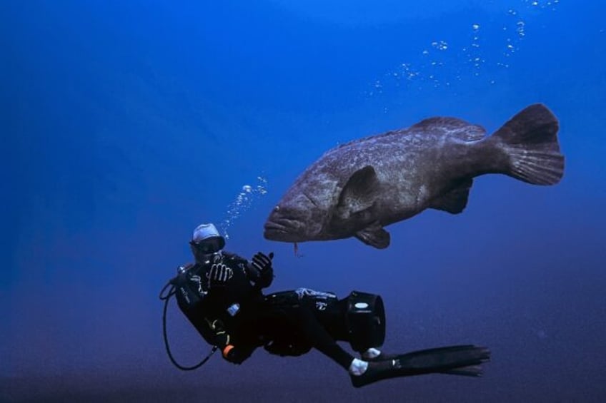 huge groupers the joy of florida divers are now vulnerable