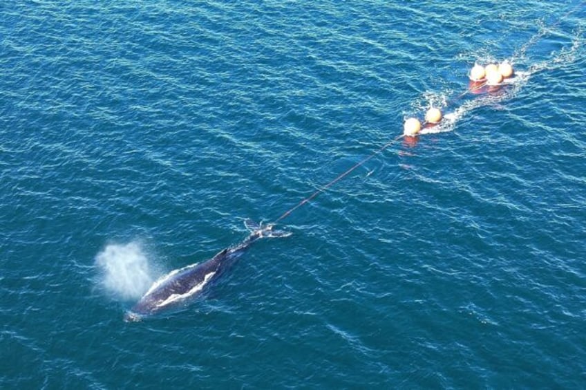 A juvenile humpback whale was freed after it was entangled in ropes and buoys in Sydney ha