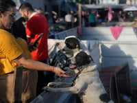 Hundreds of dogs saved by makeshift shelter amid severe flooding in southern Brazil