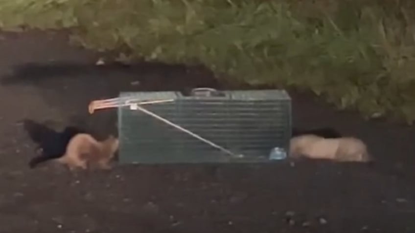 hundreds of minks on the loose in pennsylvania after massive fur farm release