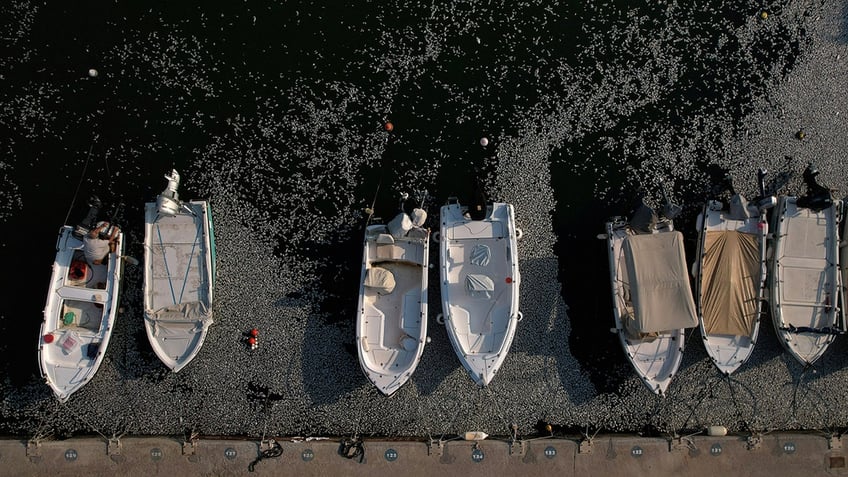 Tonnes of dead fish crowd Greek tourist port after flooding