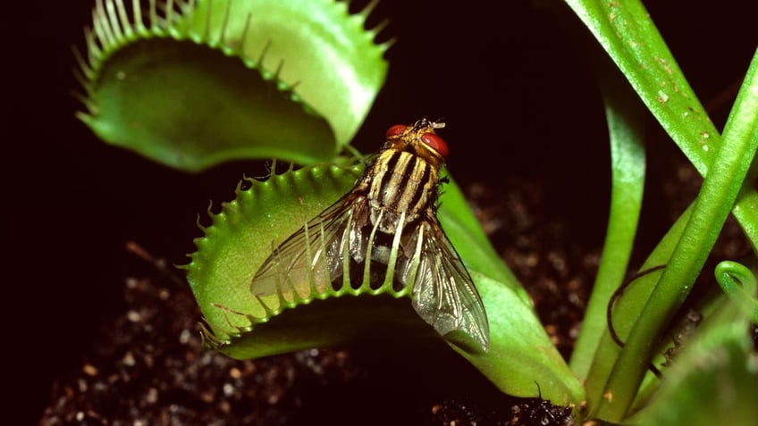 Venus flytrap