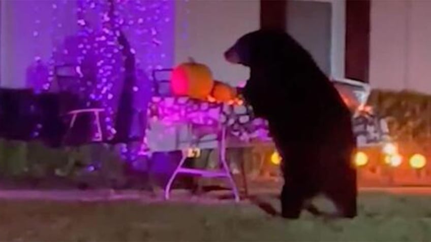 hungry bear caught scarfing down leftover halloween candy with the wrapper