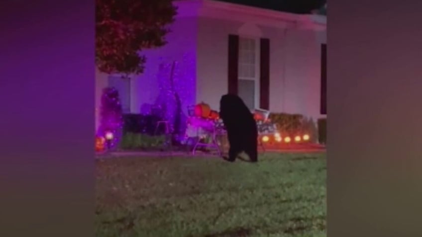 hungry bear caught scarfing down leftover halloween candy with the wrapper