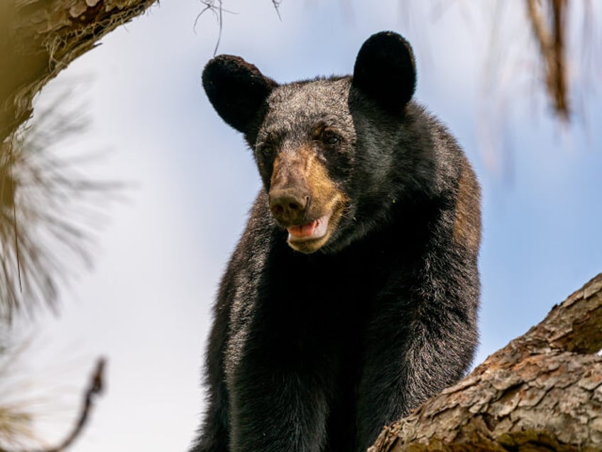 Bear in tree