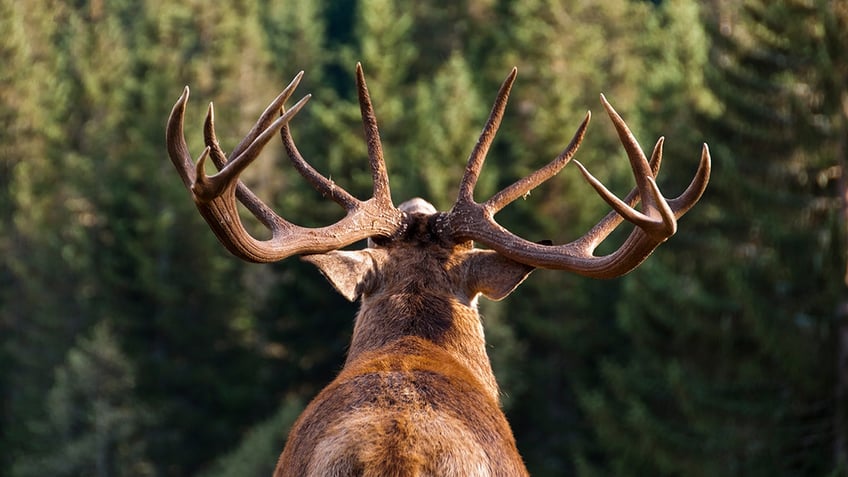 photo from behind of deer iStock