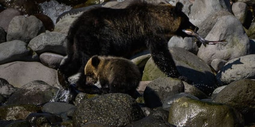 hunters take out serial cow killing ninja bear in japan