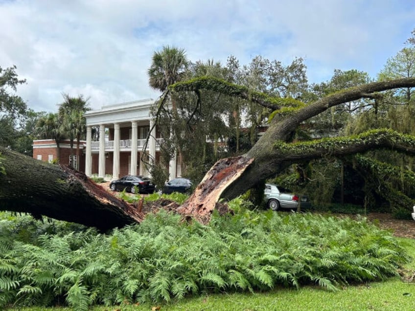 hurricane idalia 100 year old tree falls on governors mansion in tallahassee florida