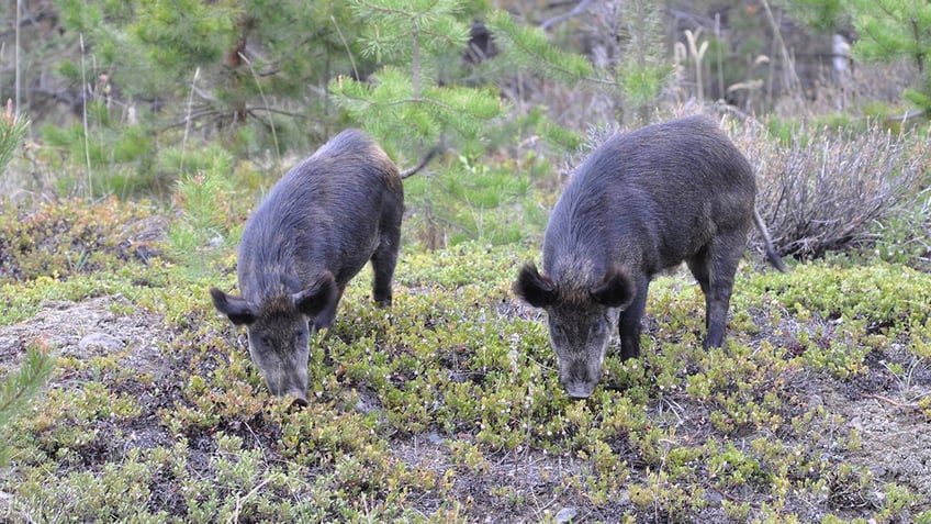 pig canada feral wild