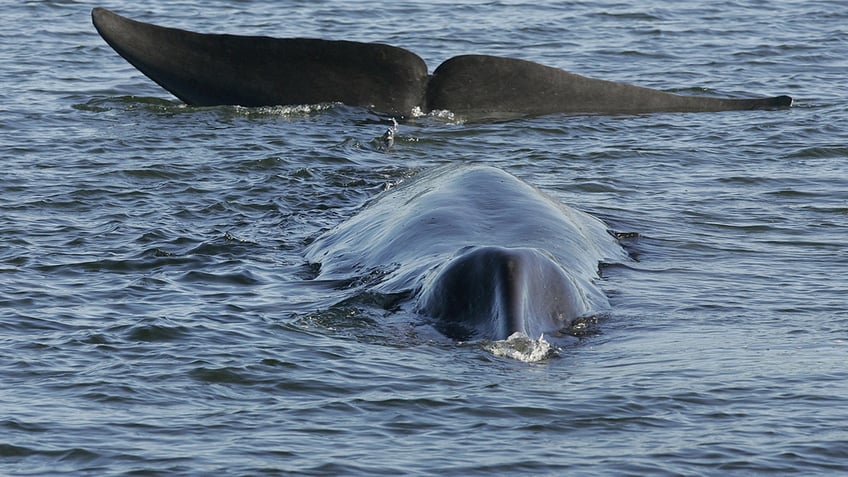 iceland resumes commercial hunting of fin whales with stricter requirements