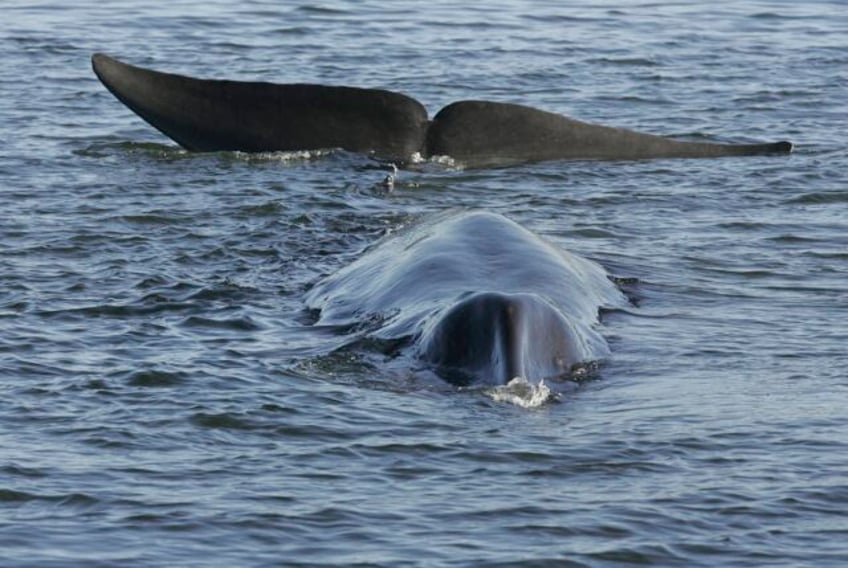 iceland says commercial whaling can resume after temporary ban