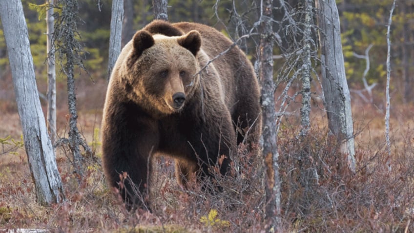 idaho elk hunter shoots kills charging grizzly bear in surprise encounter officials