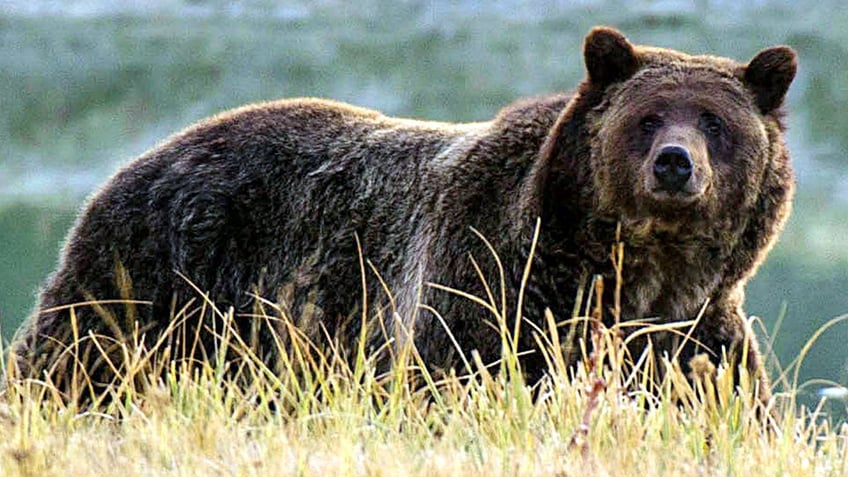 Yellowstone National Park grizzly bear