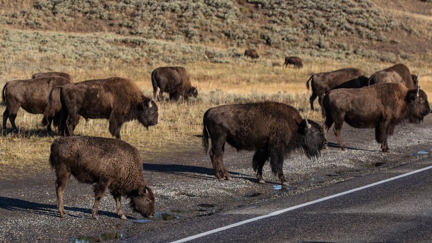 A herd of bison in in Yellowstone National Park