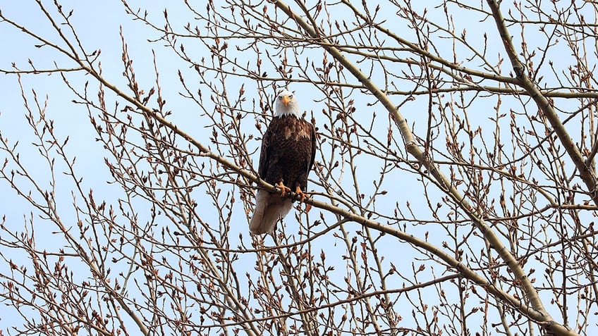 Eagle on a branch