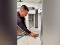 Iguana removed from Miami kitchen cabinet after 'dashing right into the house'