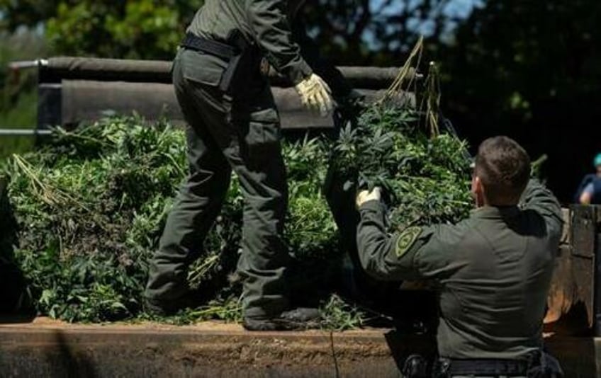 illegal weed growing operation found in house owned by oakland police officer