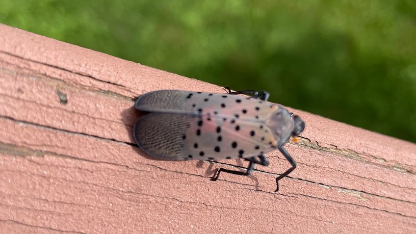 illinois reports first spotted lanternfly sighting