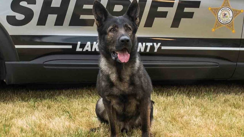 Lake County Sheriff’s K-9 Dax